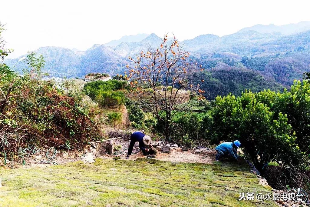 鶴盛地區(qū)十鎮(zhèn)最新發(fā)展規(guī)劃，展望未來的繁榮與活力，鶴盛地區(qū)十鎮(zhèn)未來繁榮與活力展望，最新發(fā)展規(guī)劃揭秘